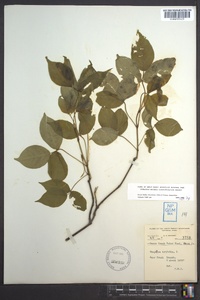 Staphylea trifolia image