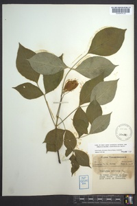 Staphylea trifolia image