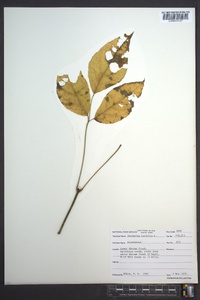 Staphylea trifolia image