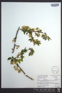 Staphylea trifolia image