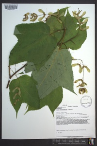 Acer pensylvanicum image