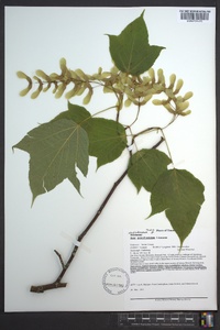 Acer pensylvanicum image