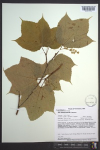 Acer pensylvanicum image