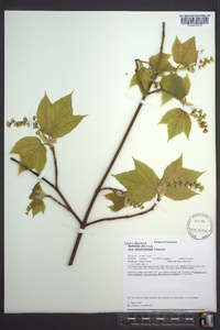 Acer pensylvanicum image