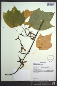 Acer pensylvanicum image