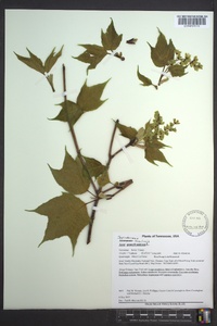 Acer pensylvanicum image