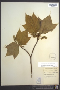 Acer pensylvanicum image