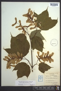 Acer pensylvanicum image