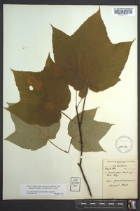 Acer pensylvanicum image