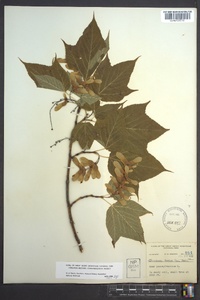 Acer pensylvanicum image