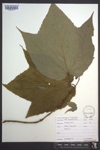 Acer pensylvanicum image