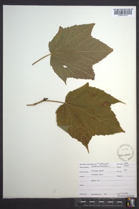 Acer pensylvanicum image