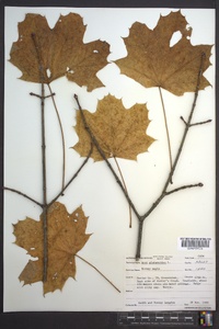 Acer platanoides image