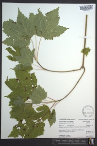 Acer spicatum image