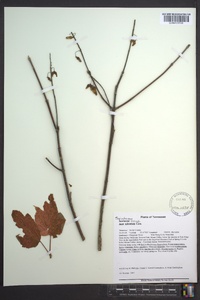 Acer spicatum image