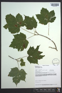 Acer spicatum image