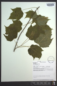 Acer spicatum image