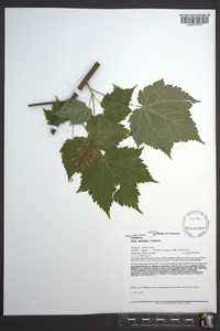 Acer spicatum image