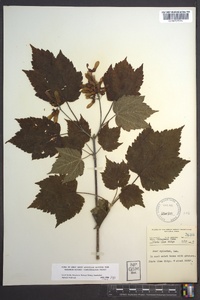 Acer spicatum image