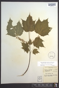 Acer spicatum image