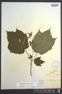 Acer spicatum image