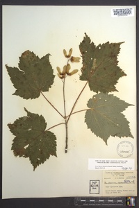 Acer spicatum image