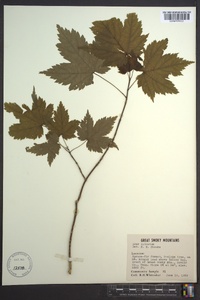 Acer spicatum image