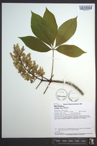 Aesculus flava image