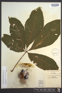 Aesculus flava image