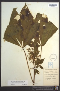 Aesculus flava image