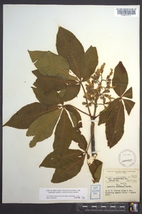 Aesculus flava image