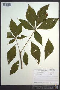 Aesculus flava image