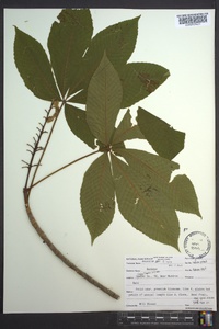 Aesculus flava image