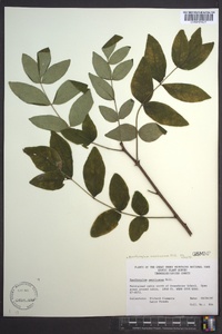 Zanthoxylum americanum image