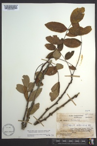 Zanthoxylum americanum image