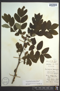 Zanthoxylum americanum image