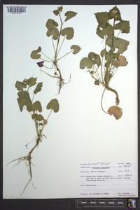 Alliaria petiolata image