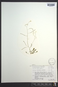 Arabidopsis lyrata image