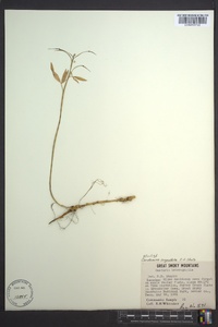 Cardamine angustata image