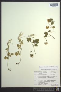 Cardamine clematitis image