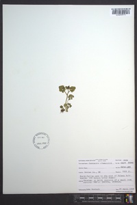 Cardamine clematitis image