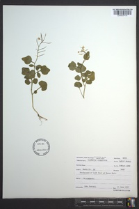 Cardamine clematitis image