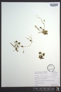 Cardamine clematitis image