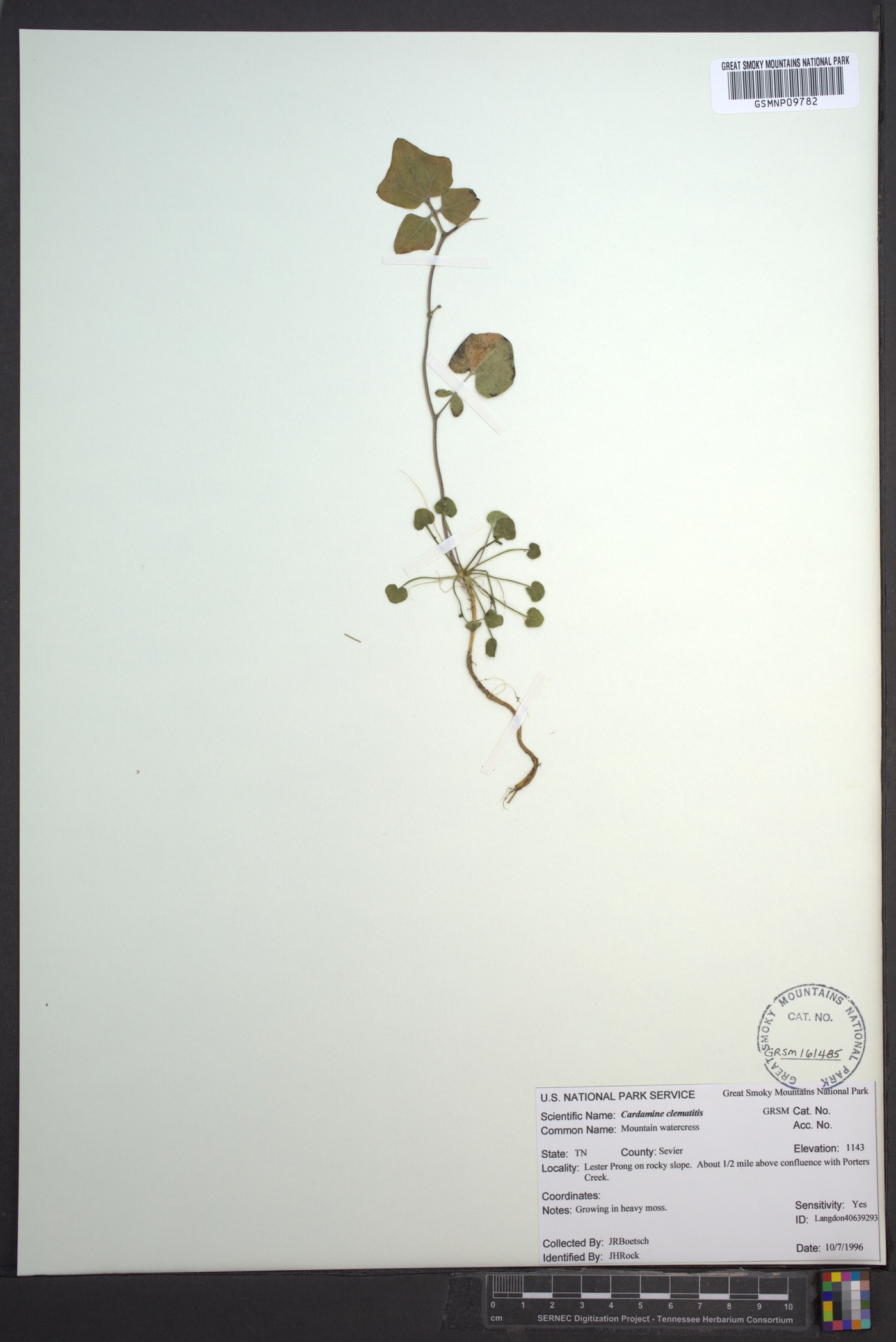 Cardamine clematitis image