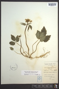 Cardamine diphylla image