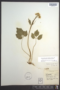 Cardamine diphylla image