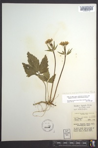 Cardamine diphylla image