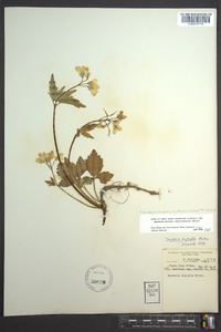 Cardamine diphylla image