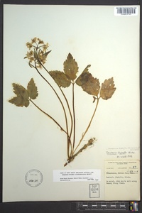 Cardamine diphylla image