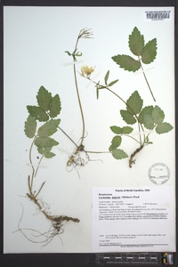 Cardamine diphylla image